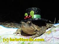 /home//u458753944/public_html/sourcegallery//////////////////////Roxborough Toad Detour/2013-2019/2017/P4120679.JPG